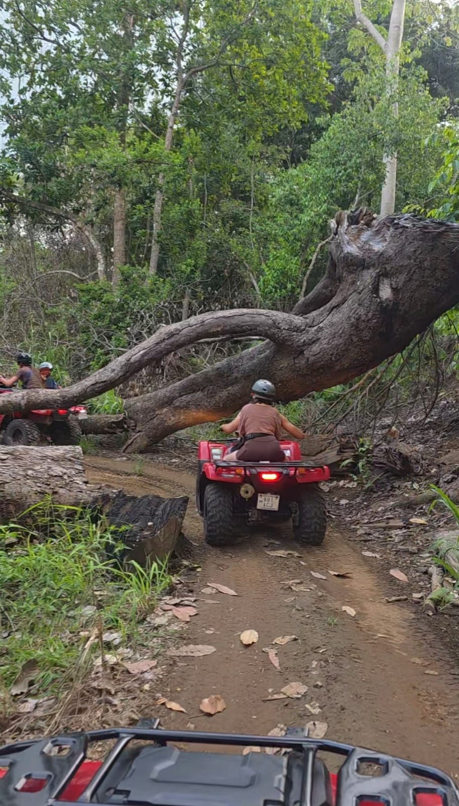 Four Wheeler passing beneath a large tree on the trail